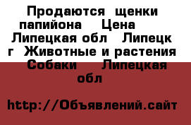  Продаются  щенки папийона  › Цена ­ 1 - Липецкая обл., Липецк г. Животные и растения » Собаки   . Липецкая обл.